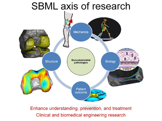 SBML - axis of research