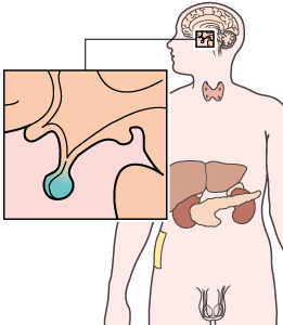 Illustration de l'hypophyse
