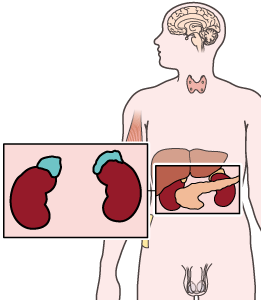Illustration des glandes surrénales