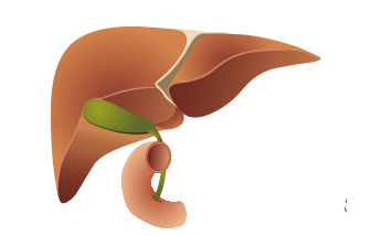 La transplantation hépatique