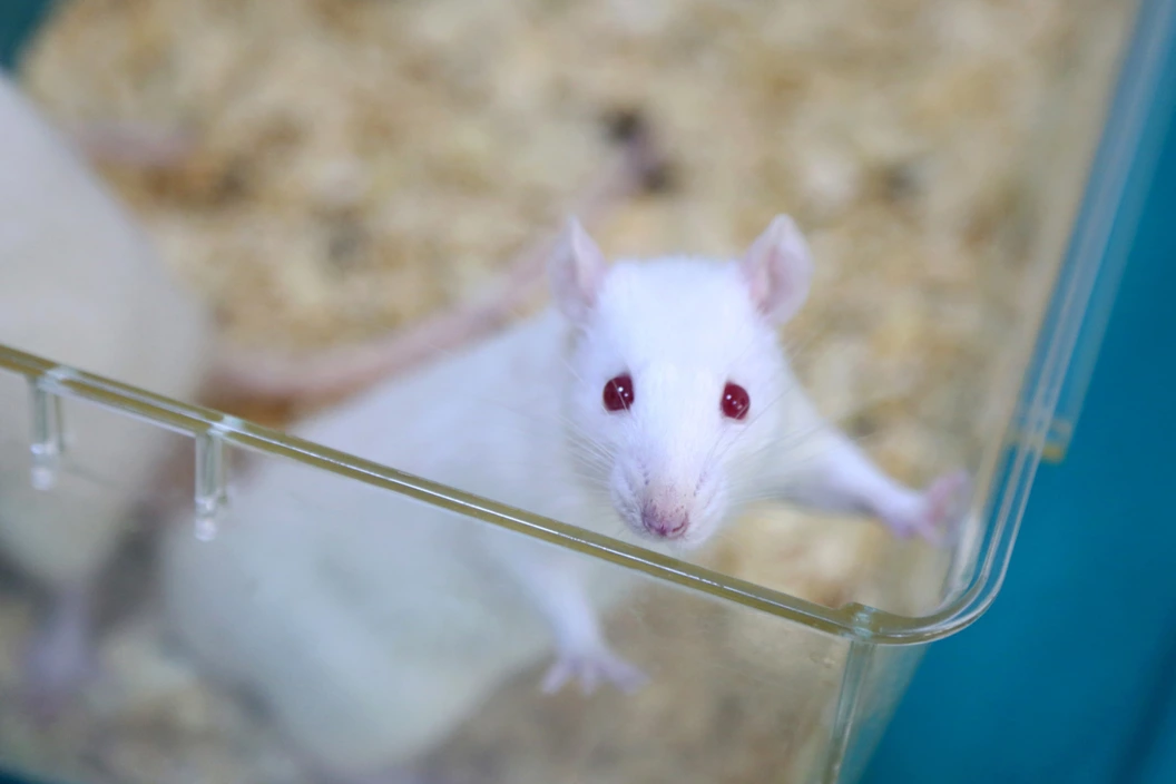 Utilisation des animaux et alternatives en recherche en neurosciences ...