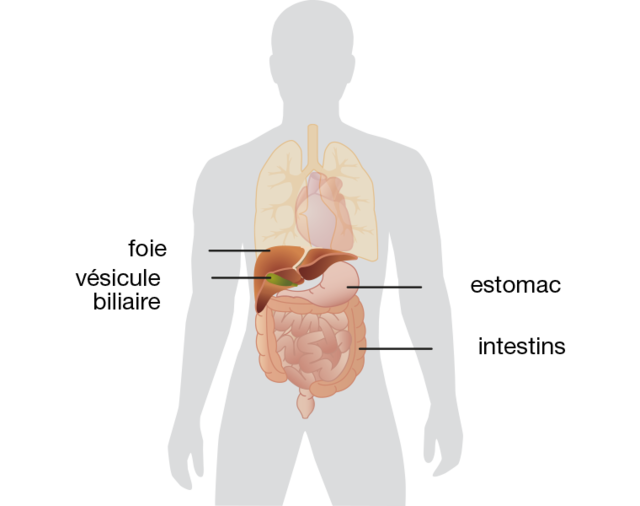 Anatomie et physiologie - Centre de transplantation d'organes - CHUV