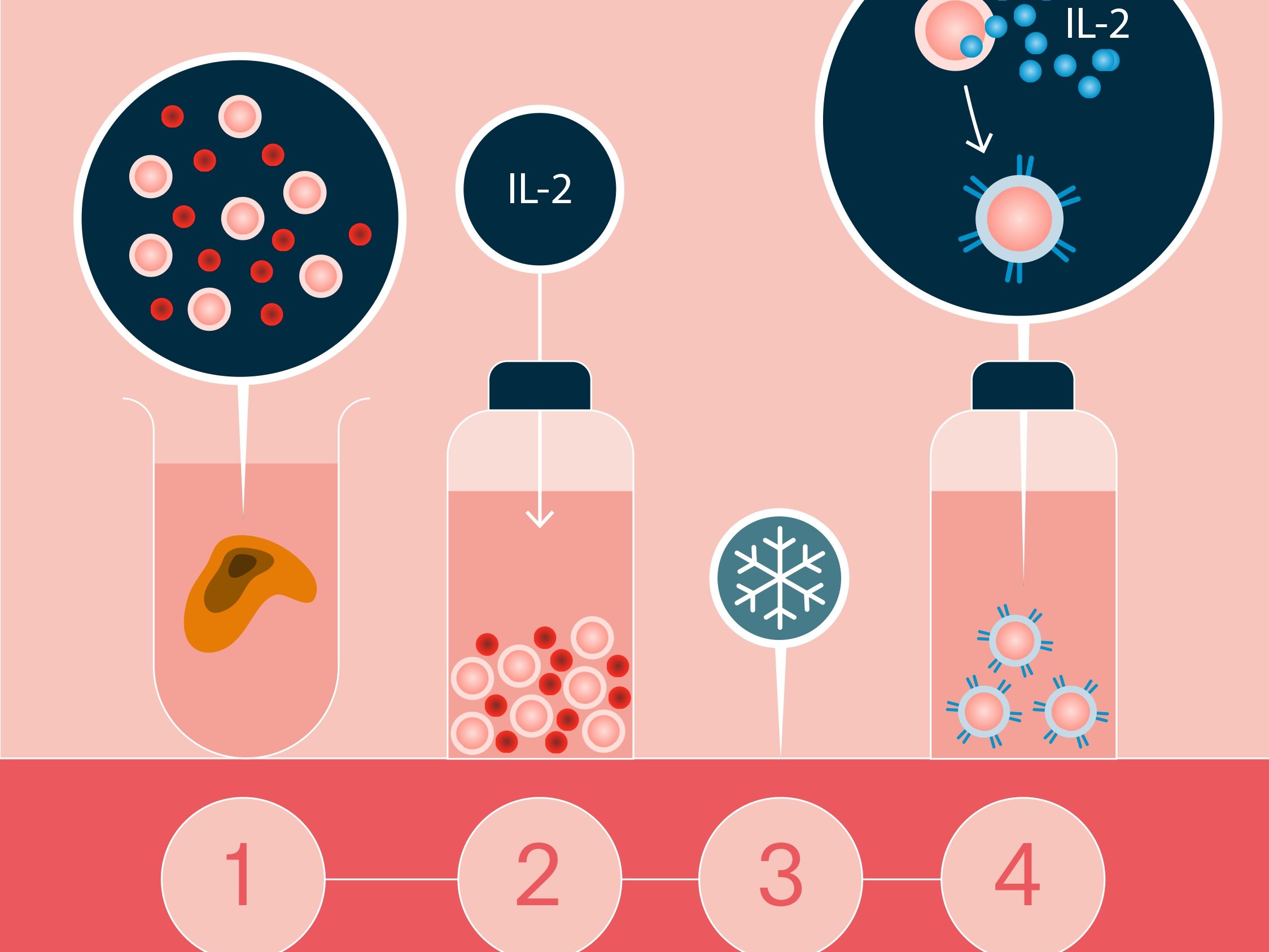 Isolement des lymphocytes T
