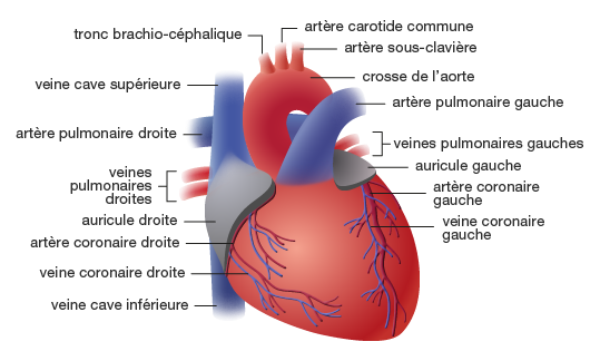 Fonctionnement du cœur - Service de cardiologie - CHUV