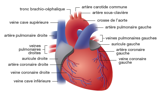 Anatomie générale : le tronc 