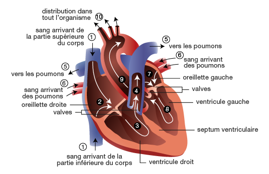 Fonctionnement Du C ur Service De Cardiologie CHUV Fonctionnement Du C ur Service De Cardiologie CHUV