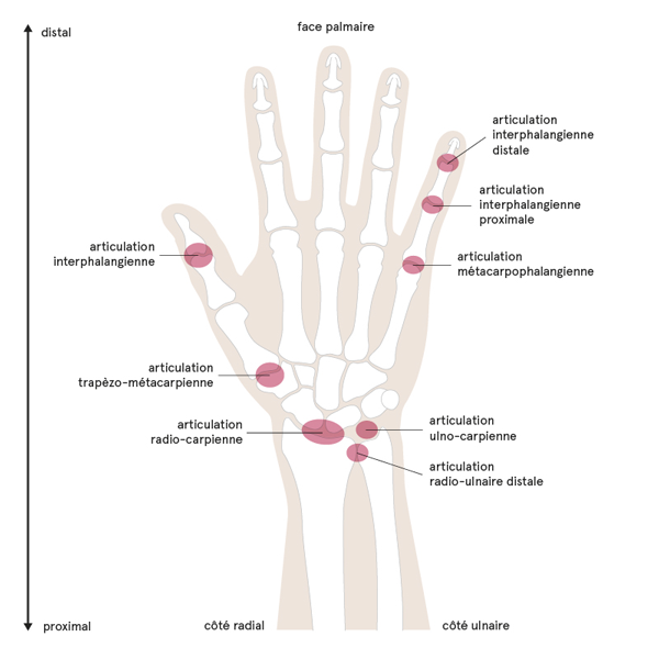 Les articulations de la main