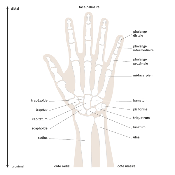 Noms des os de la main