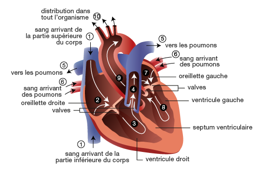 Détails du coeur