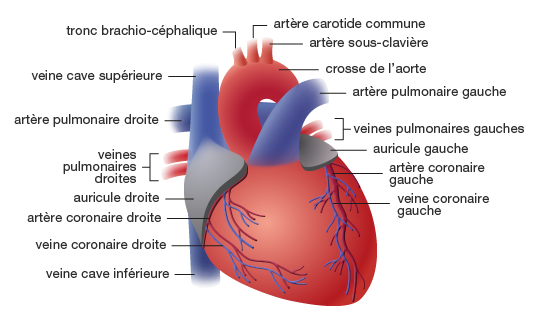 Modèle anatomique du coeur humain, grossi 2 fois - - PHIMEDICAL