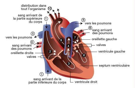 Détails du coeur