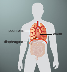 Transplantation Pulmonaire Centre De Transplantation D organes CHUV transplantation-pulmonaire-centre-de-transplantation-d-organes-chuv