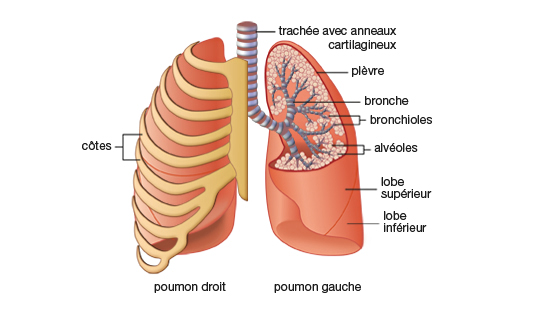 Anatomie Et Physiologie Centre De Transplantation D Organes Chuv