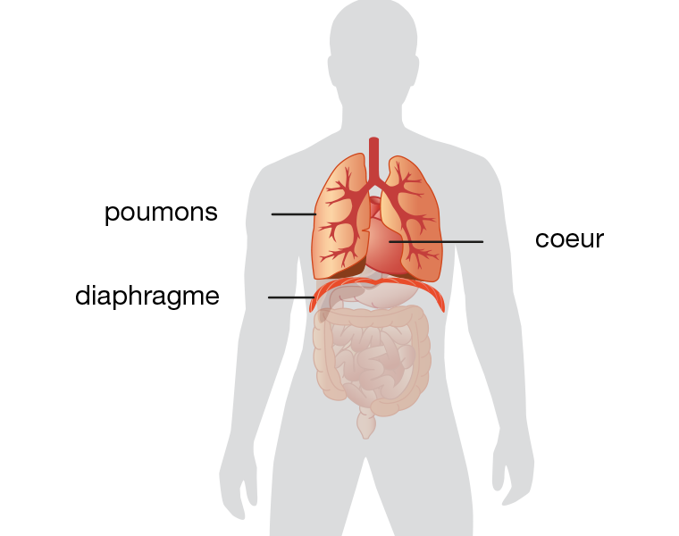 Transplantation Pulmonaire Centre De Transplantation D Organes Chuv