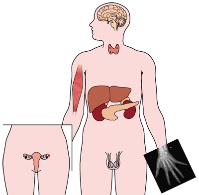 Endocrinologie: glandes et organes