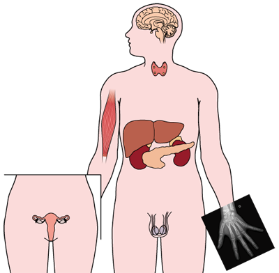 Endocrinologie: glandes et organes Endocrinologie: glandes et organes