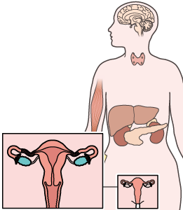Illustration des ovaires
