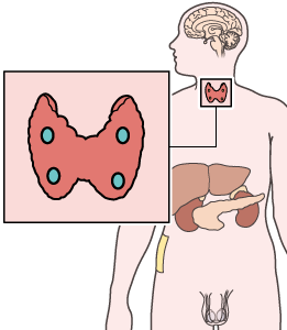 Illustration des glandes parathyroïdiennes