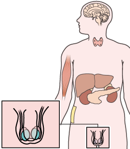 Illustration des testicules