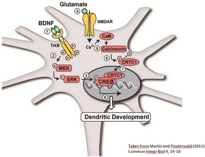 dendritic development