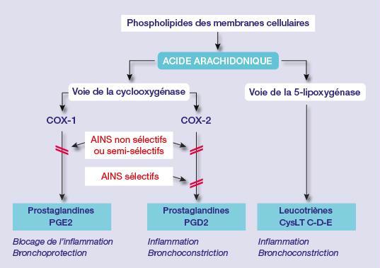 Action des AINS sur le métabolisme de l'acide arachidonique