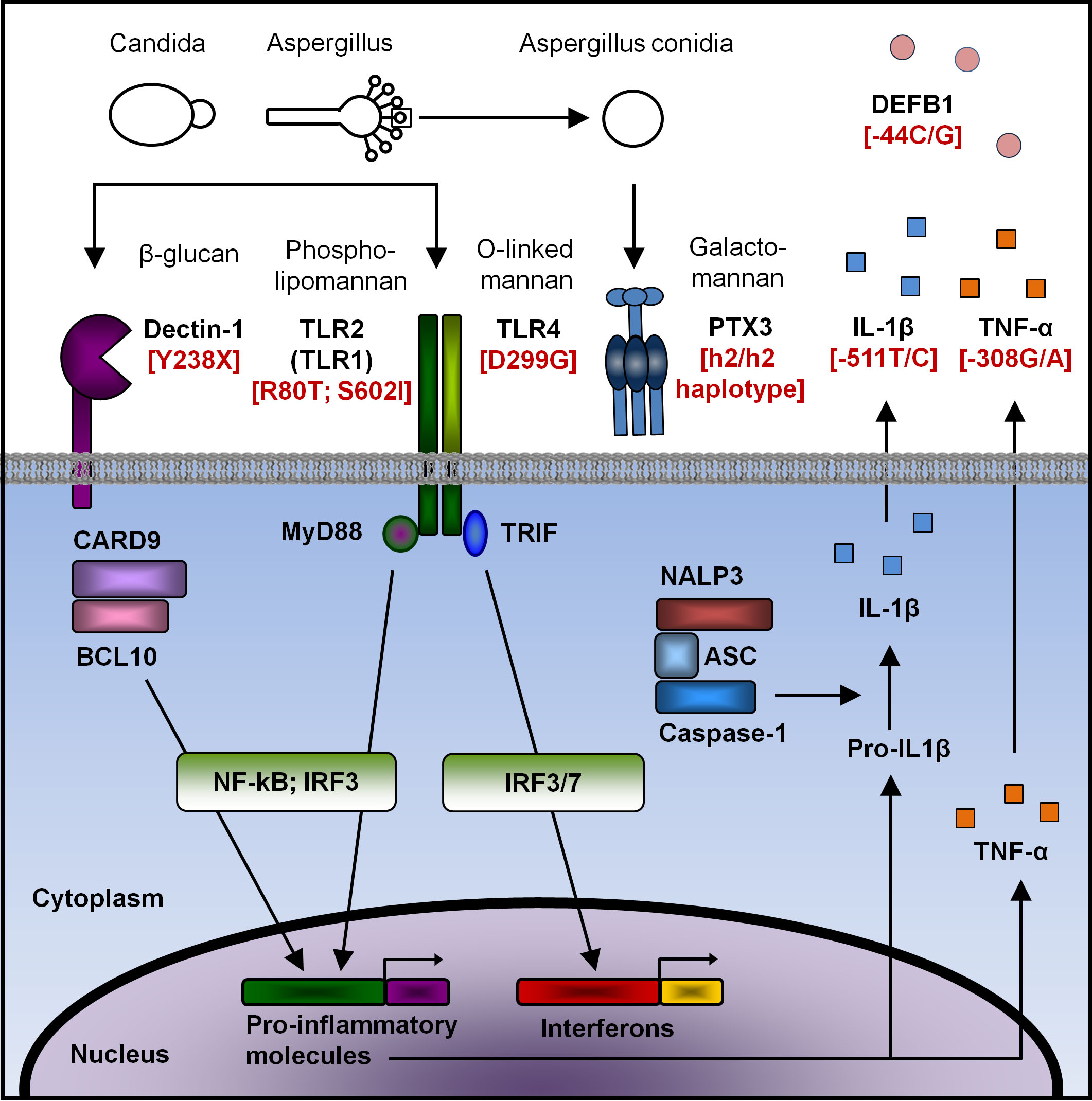 Fig 2 Immunogenetics of invasive fungal infections