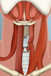 Illustration de musculature prélaryngée